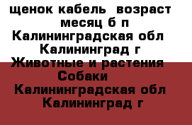 щенок-кабель, возраст 1,1 месяц б/п - Калининградская обл., Калининград г. Животные и растения » Собаки   . Калининградская обл.,Калининград г.